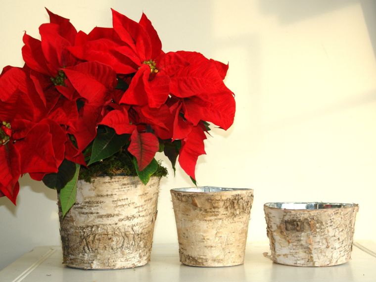 deco-table-marriage-red-and-white-plant-christmas-vase-poinsettia