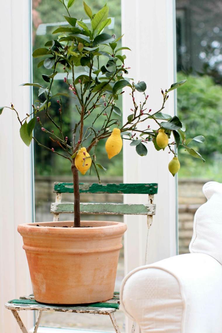 veranda decoration plants lemon