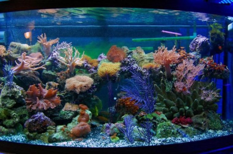 decor aquarium coral plant stone ideas