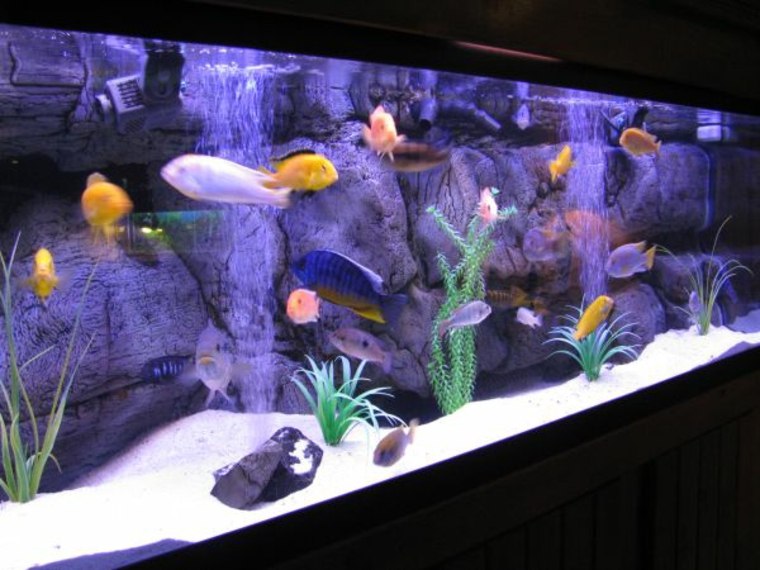 decoration aquarium plant stone accessory background'aquarium déco