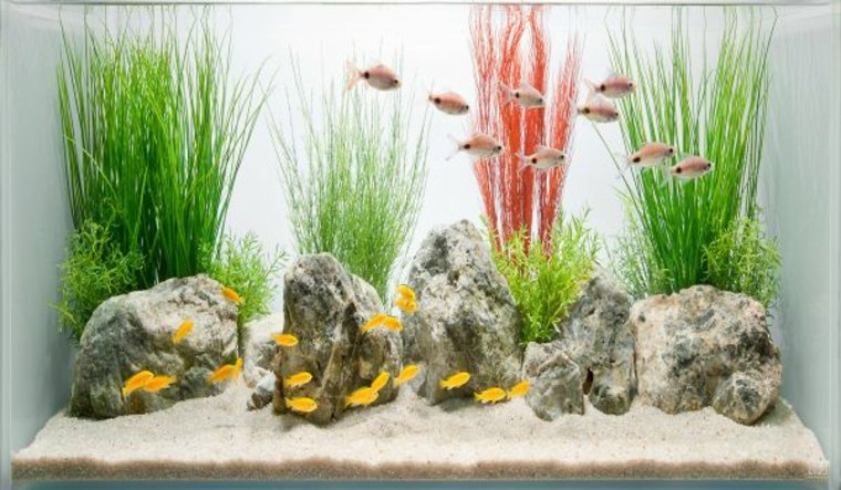 deco aquarium stone accessories plants