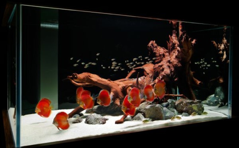 decoration aquarium root stone background'aquarium plante poissons 