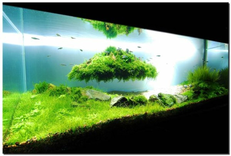 decoration for aquarium plant moss background