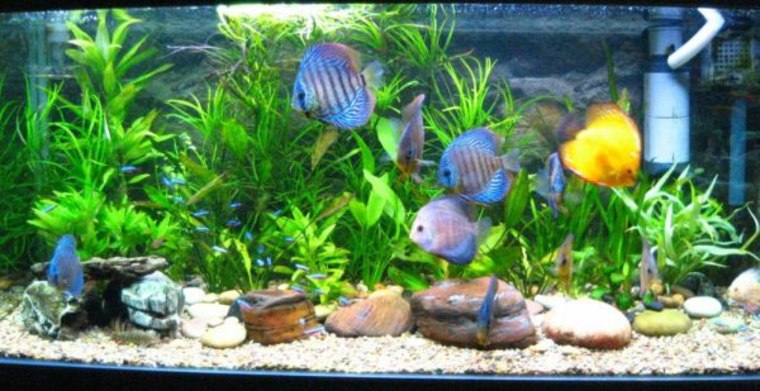 akvarium dekoration växt sten bakgrund'aquarium racine poissons