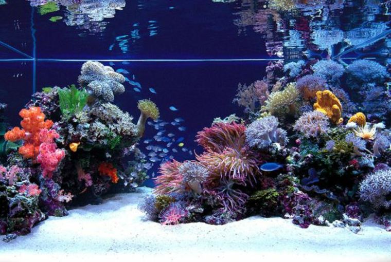 decoration aquarium coral plant stone background