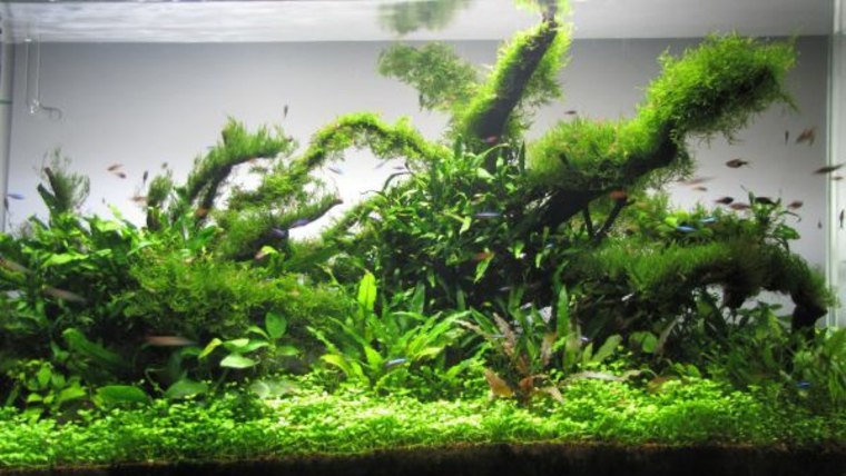 dekorasjon akvarium skum stein fisk plante