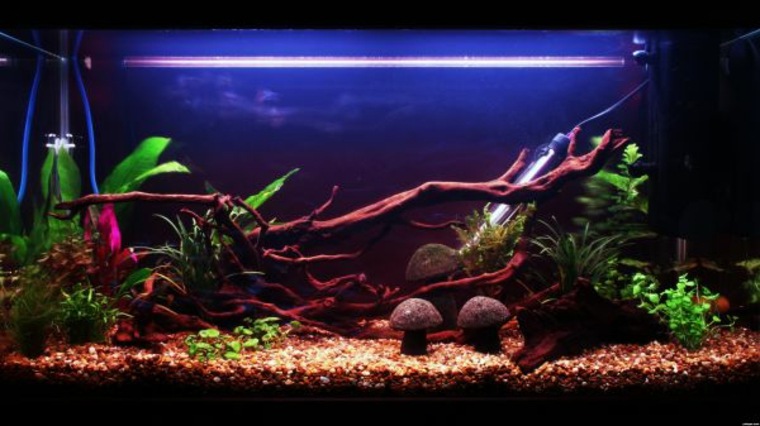 decoration for acquarium with root plant background idea accessories lighting