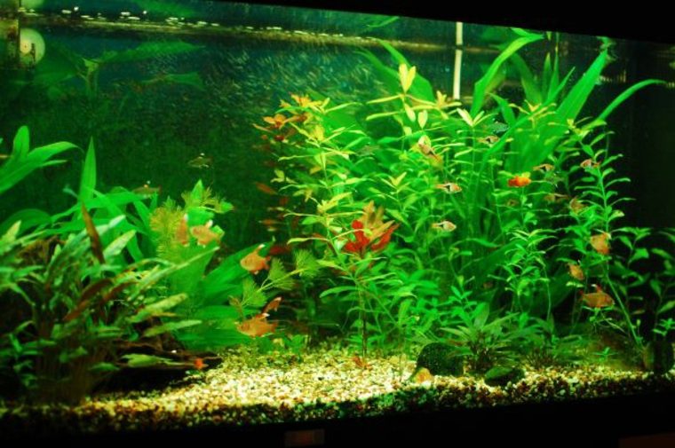 deco akvarium grön växt fisk idé bakgrund stenar