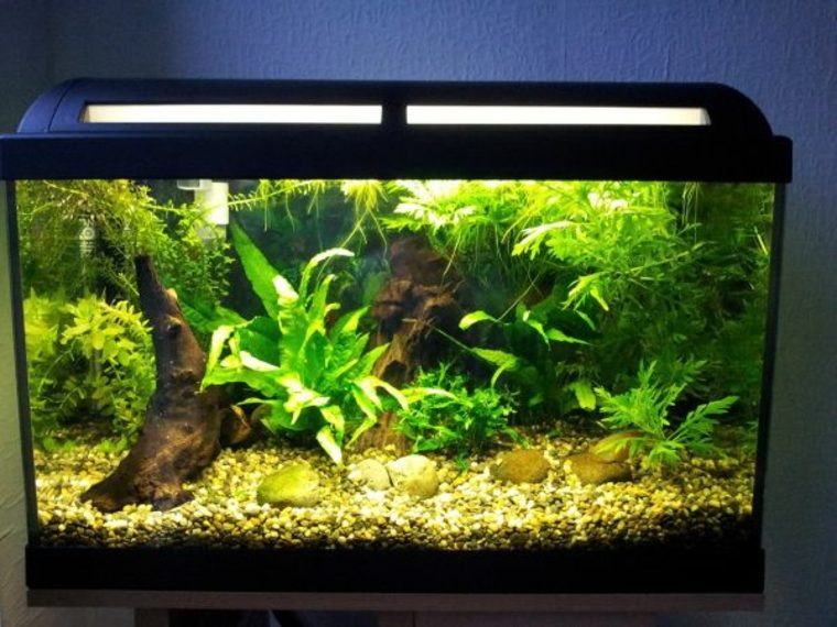 baggrund akvarium deco ide plante