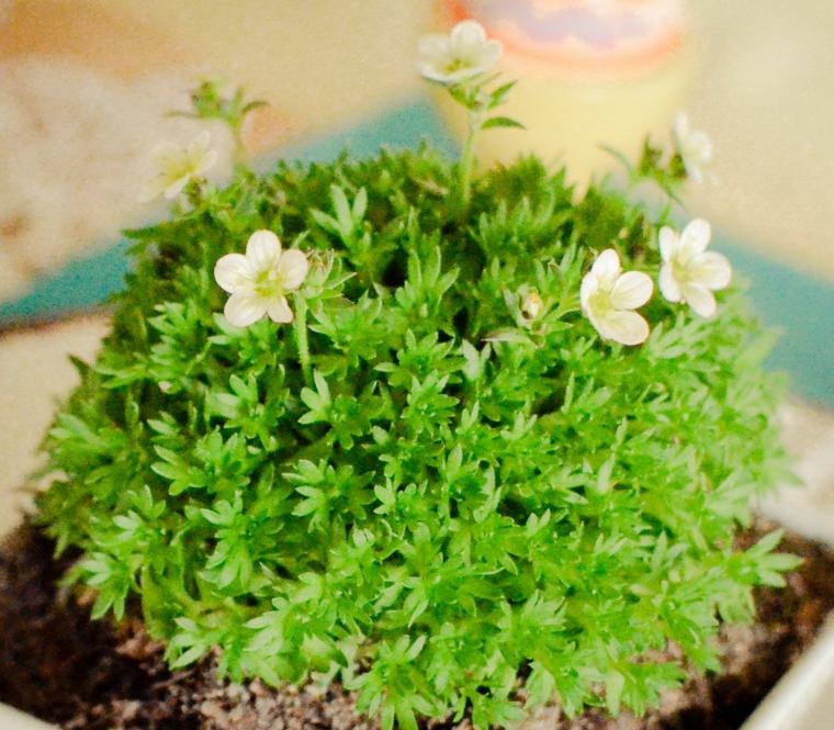 photo deco green moss table