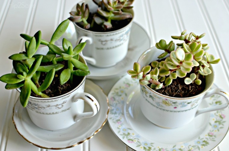 table deco succulent plants