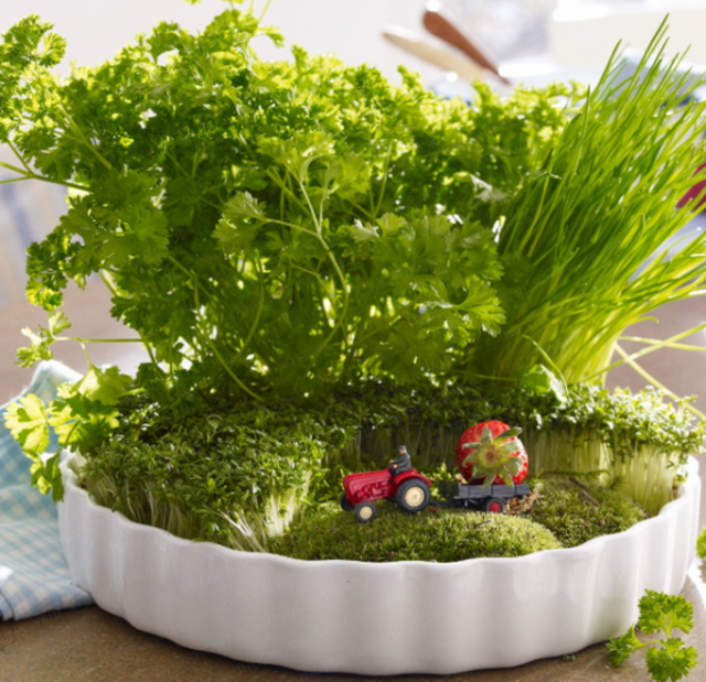 original table decoration parsley fresh green herbs