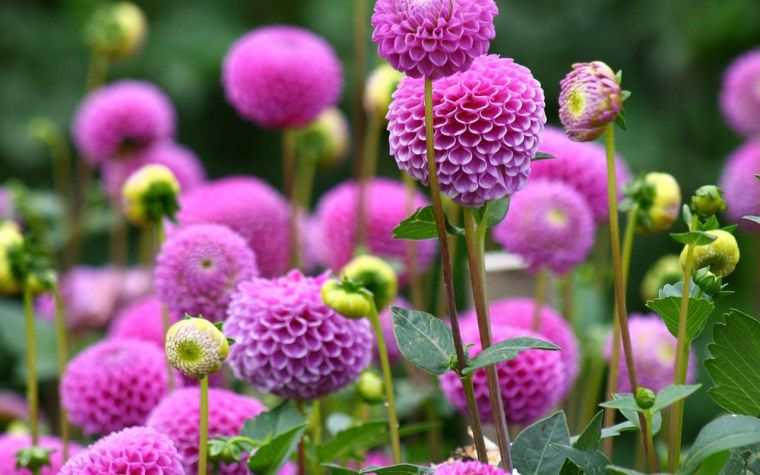 decoration-garden-entree-house-floor-flowers