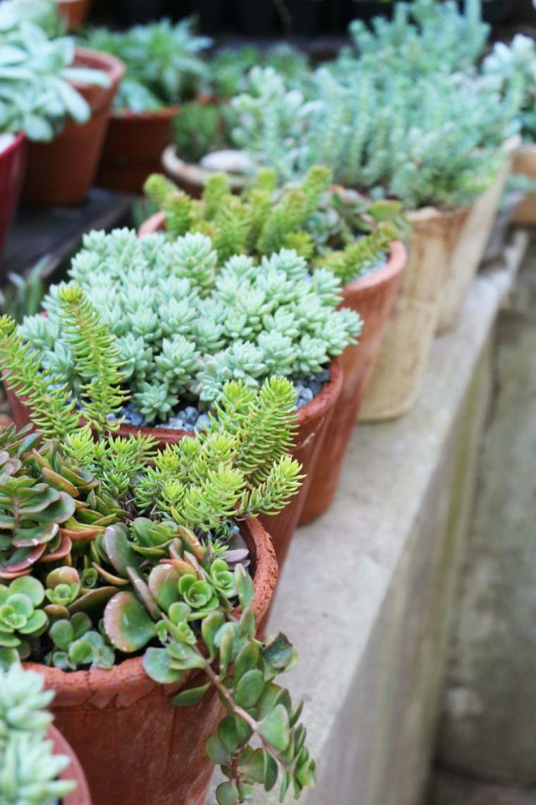 garden deco succulent plant pot