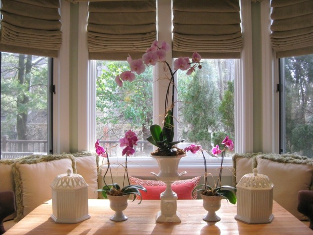 orchids decoration planted white porcelain