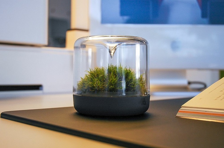 home decoration plants natural moss