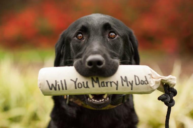 application-in-marriage-help-dog registration