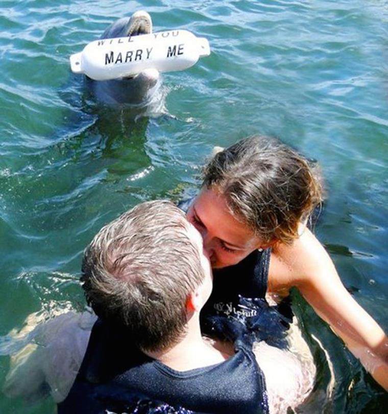 application-in-marriage-dolphin-registration-romantic