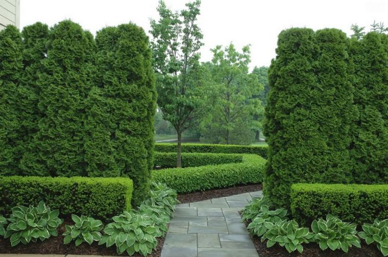 boxwood and a row of thujas