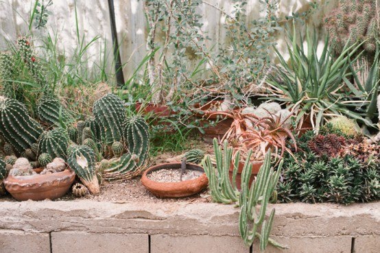 desert xerophyte plants