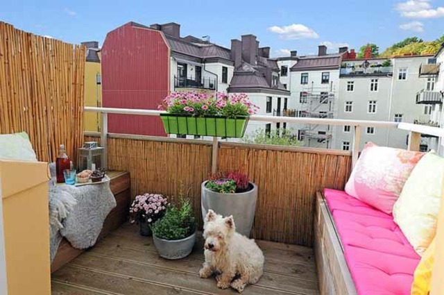 modern design contemporary dog ​​patio deco style class