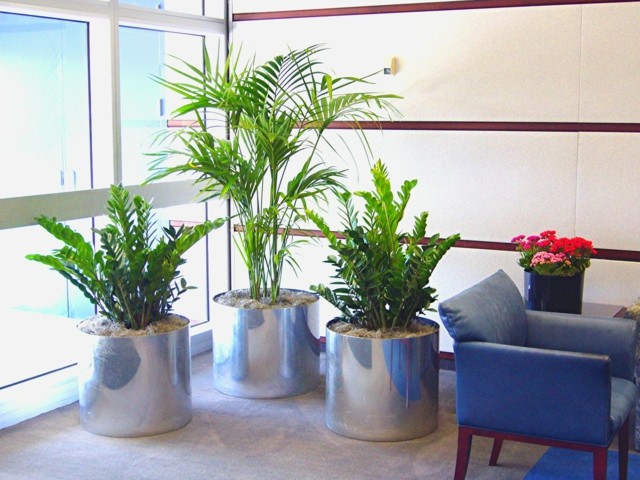 moderne interiør design planter