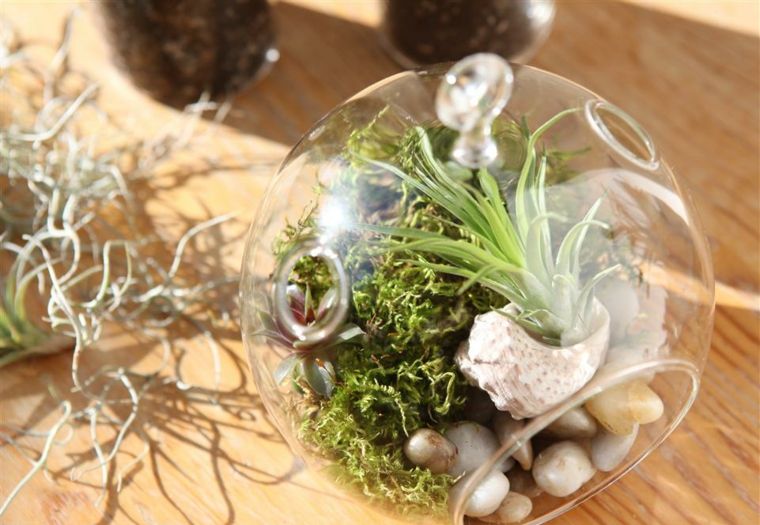 diy dekoration gröna växter terrarium