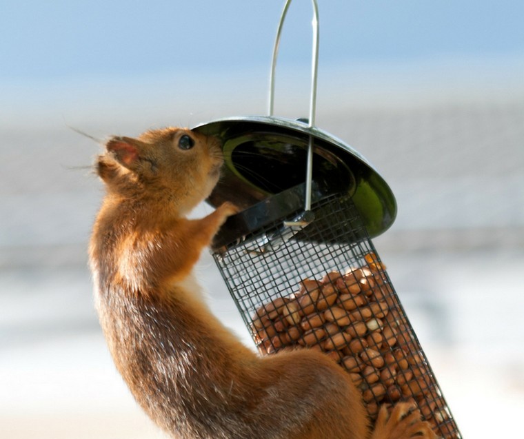 squirrel-garden-manger-idee