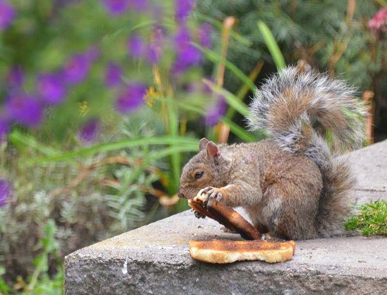 squirrel-garden birdhouse-balcony-garden idea