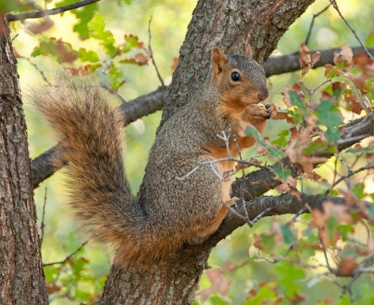 squirrel-eats-tree-nesting garden-balcony