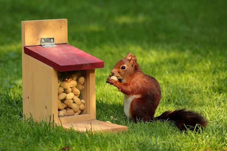 squirrel-feeder-timber-making