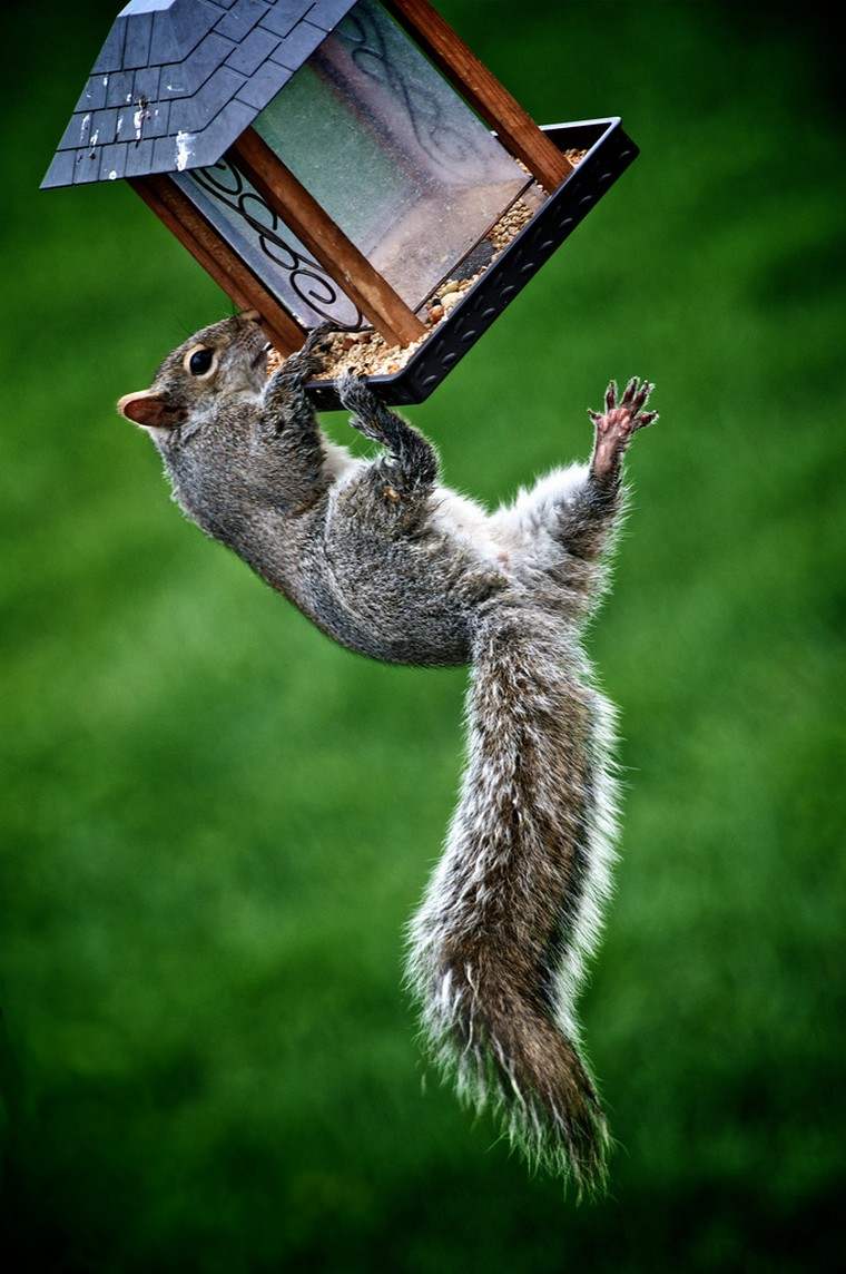 garden squirrel feeder