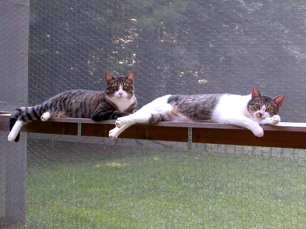 cat enclosure with cornice