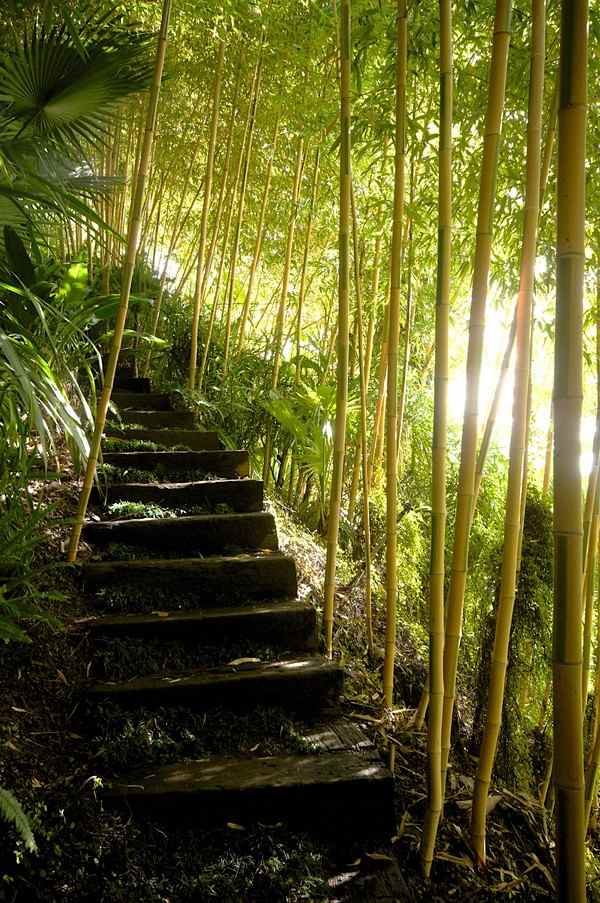 stairs bamboo grove