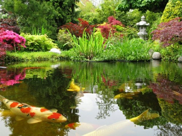 pond koi green plants colors