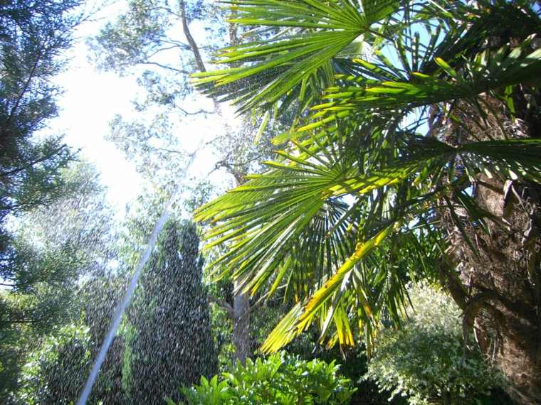 fast-growing eucalyptus palm tree