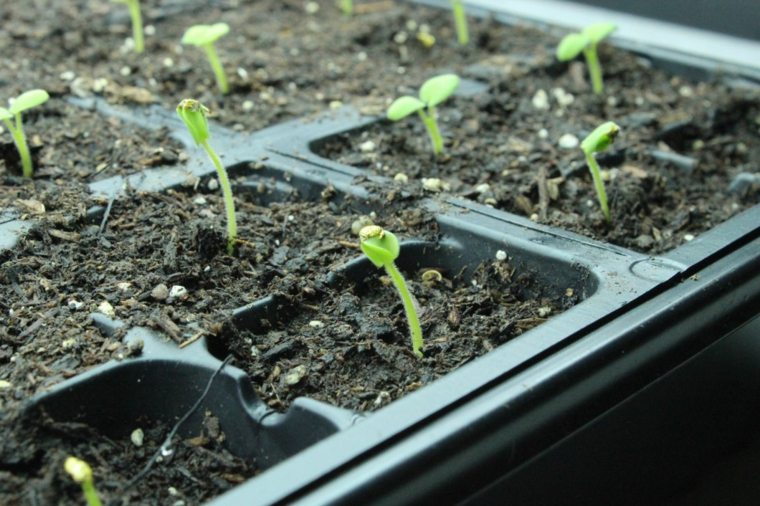 DIY tutorial greenhouse small space