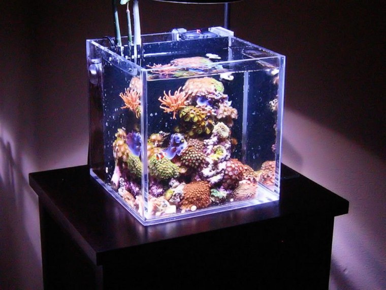 aquarium cube idea deco coral plant figurines