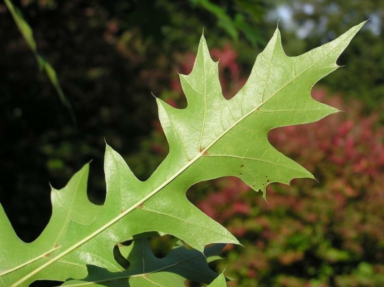 fast growing tree garden idea oak swamp