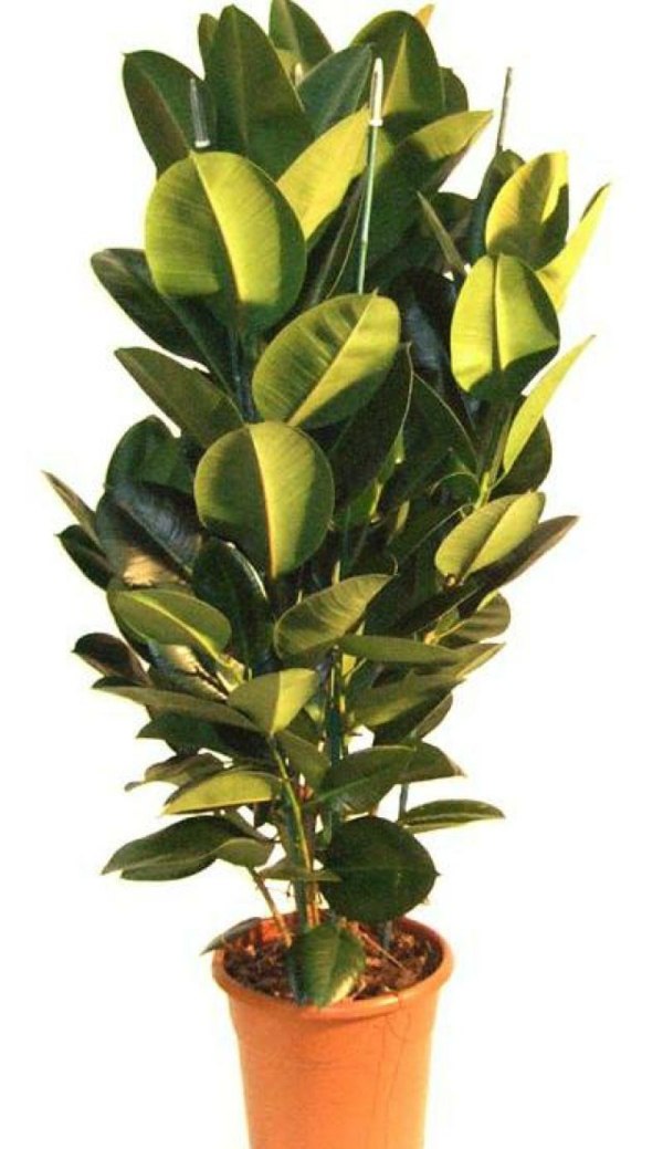 ficus plant feng shui