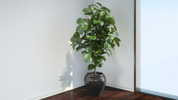 ficus indoor depolluting plants