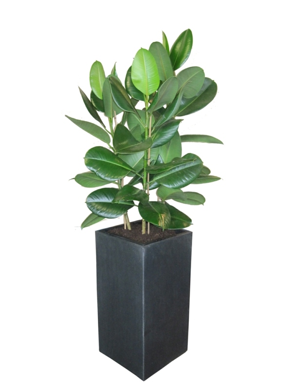 ficus flower pot design