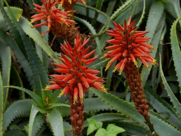 succulent flowering plant red aloe greasy plant