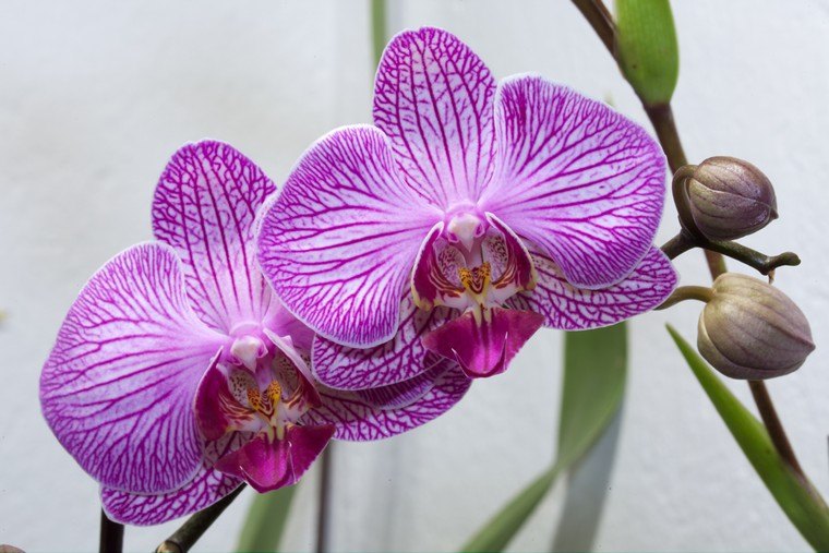 plant interior orchid plant make refreshing an orchid idea