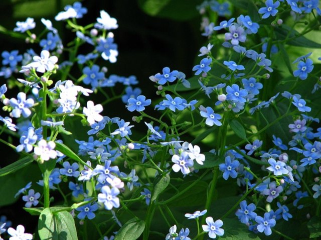 flowers blue rock