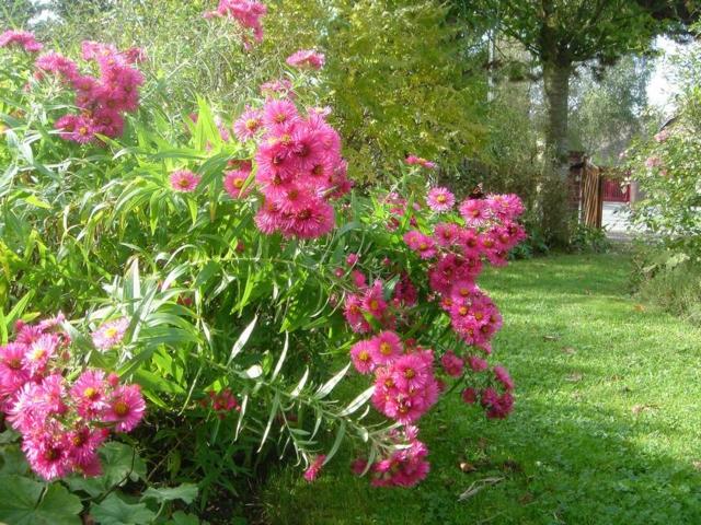 pink flowers zoom garden