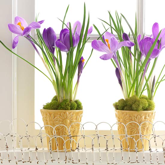 purple flowers table deco spring