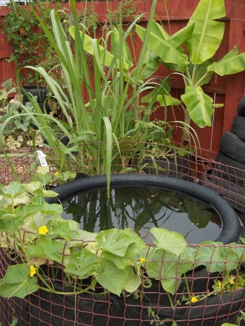 pool-garden-flower-cucumber-banana-tire-water pond