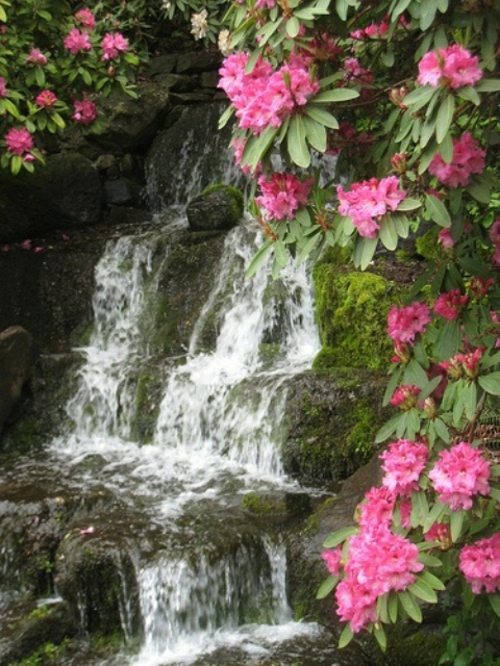 garden fountain rhododendron rose flower fall