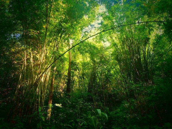 forest bamboo plants